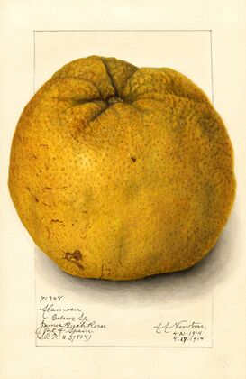 Citrus grandis: Alamoen
