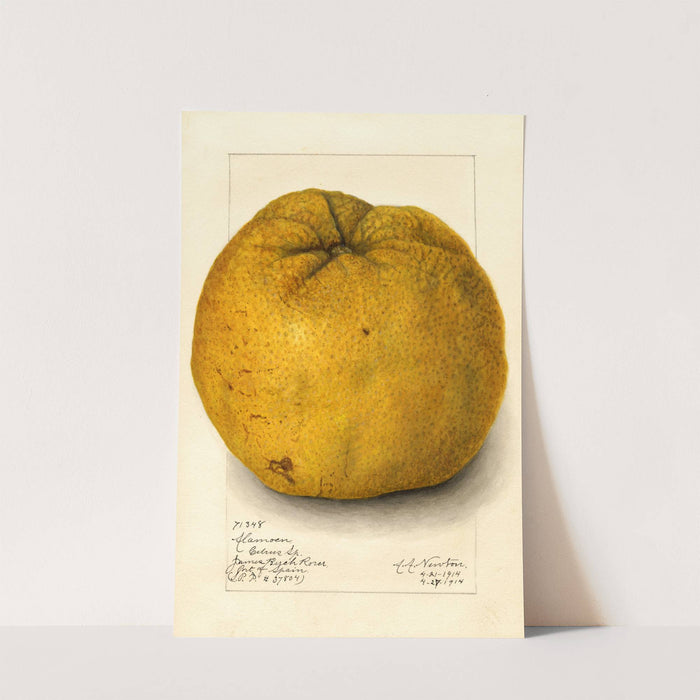 Citrus grandis: Alamoen by Amanda Almira Newton