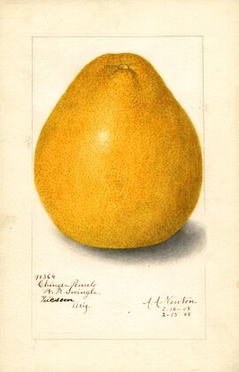 Citrus grandis: Chinese — size preview