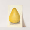 Citrus grandis: Chinese Shaddock by Amanda Almira Newton