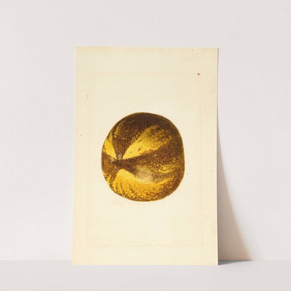 Citrus grandis by James Marion Shull