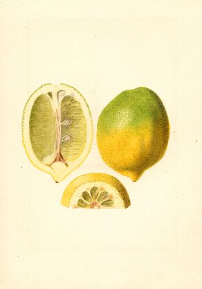 Citrus limon