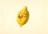 Citrus limon