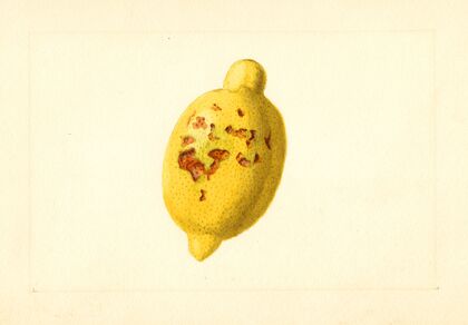 Citrus limon