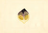 Citrus limon