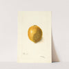 Citrus limon by Bertha Heiges