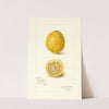 Citrus limon by Amanda Almira Newton