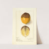 Citrus limon by Ellen Isham Schutt