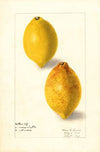 Citrus limon