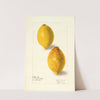 Citrus limon by Elsie E. Lower