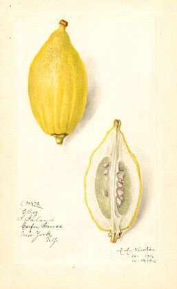 Citrus limon: Etrog