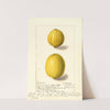 Citrus limon: Eureka by Ellen Isham Schutt