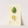 Citrus limon: Eureka by Ellen Isham Schutt