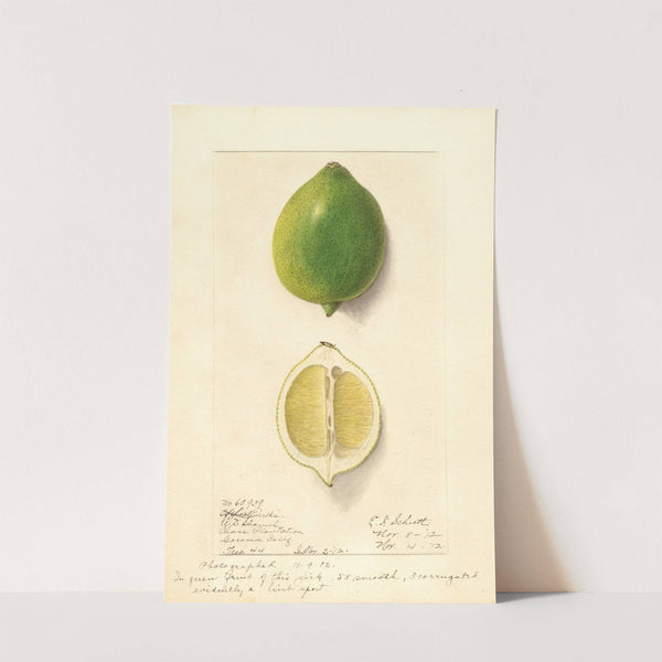 Citrus limon: Eureka by Ellen Isham Schutt