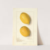 Citrus limon: Eureka by Ellen Isham Schutt