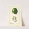 Citrus limon: Eureka by Ellen Isham Schutt