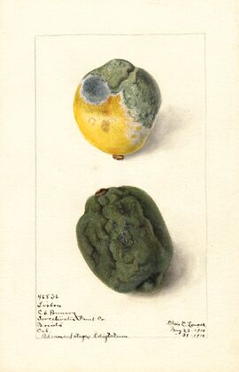 Citrus limon: Lisbon