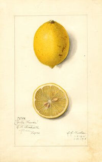 Citrus limon: Villa France