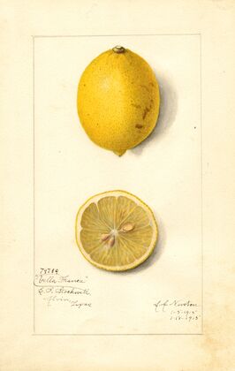Citrus limon: Villa France