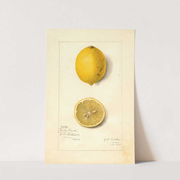 Citrus limon: Villa France by Amanda Almira Newton