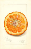 Citrus nobilis: King