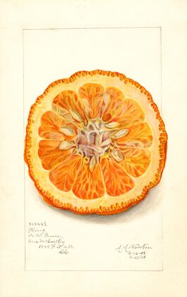 Citrus nobilis: King