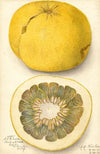 Citrus paradisi