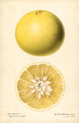 Citrus paradisi
