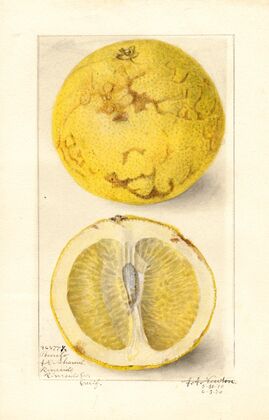 Citrus paradisi — size preview