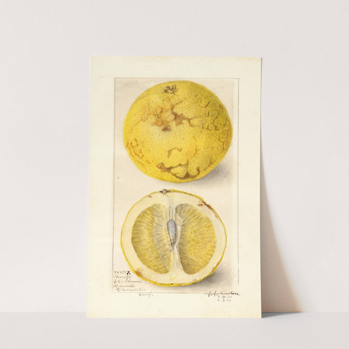 Citrus paradisi by Amanda Almira Newton