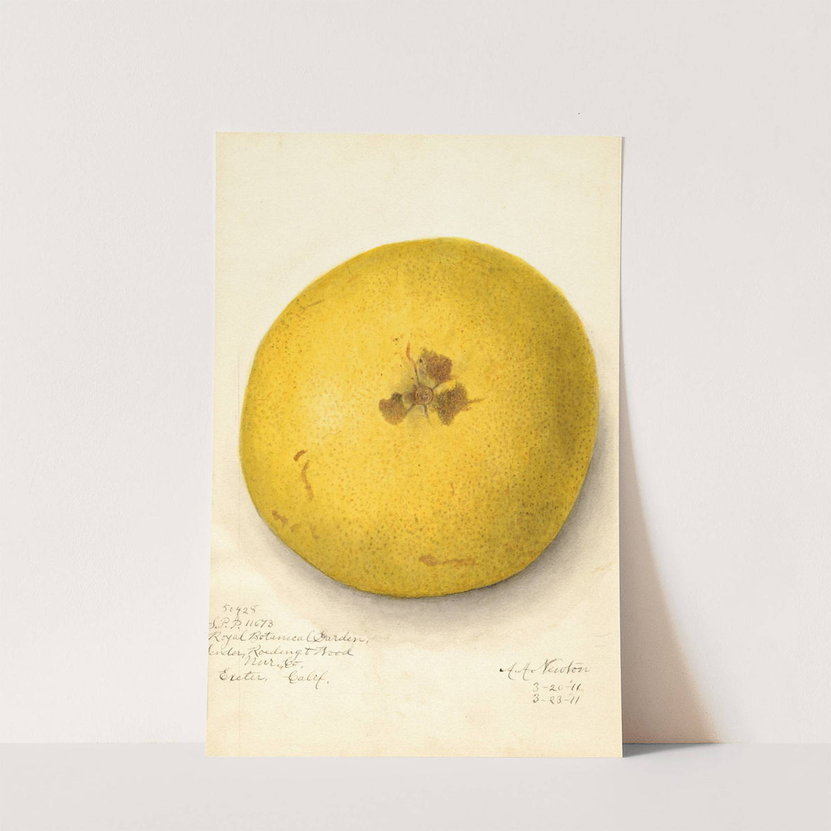 Citrus paradisi by Amanda Almira Newton
