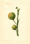 Citrus paradisi