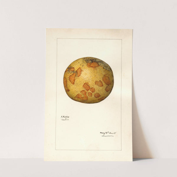 Citrus paradisi by Mary Daisy Arnold