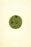 Citrus paradisi