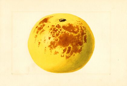 Citrus paradisi