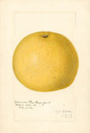 Citrus paradisi