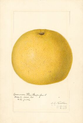 Citrus paradisi