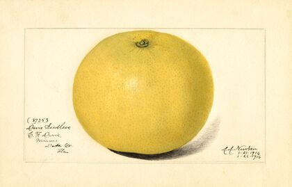 Citrus paradisi: Davis Seedless
