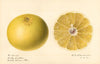 Citrus paradisi: Dorthy Seedless