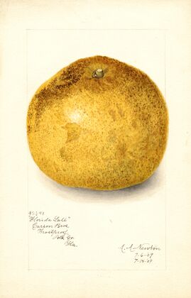 Citrus paradisi: Florida Late