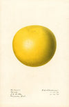 Citrus paradisi: Marsh