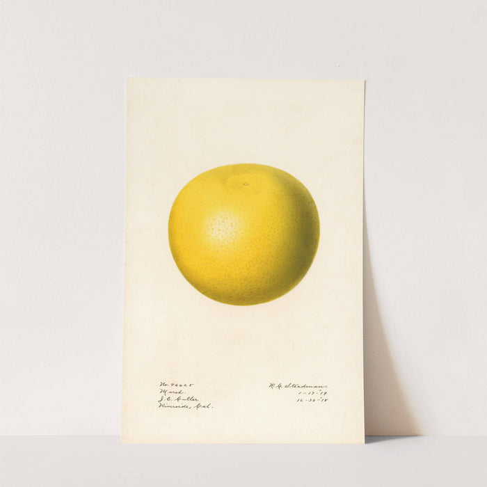 Citrus paradisi: Marsh by Royal Charles Steadman
