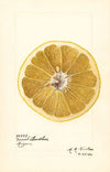 Citrus paradisi: Marsh Seedless
