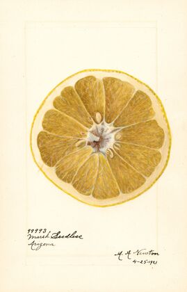 Citrus paradisi: Marsh Seedless