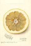 Citrus paradisi: Marsh Seedless