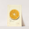 Citrus paradisi: Navel by Amanda Almira Newton