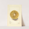 Citrus paradisi: No by Mary Daisy Arnold