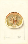 Citrus paradisi: Pomelo