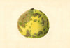 Citrus paradisi: Pomelo