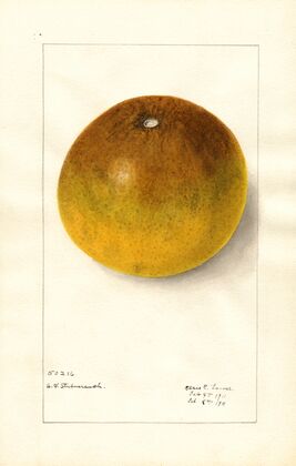 Citrus paradisi: Pomelo